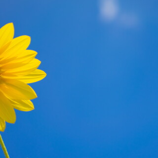 backgrounds468a318b5dd91c85311