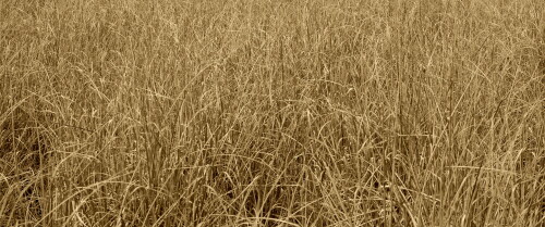 backgrounds5257fc42255c7cd4ad5.jpg