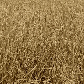 backgrounds5257fc42255c7cd4ad5