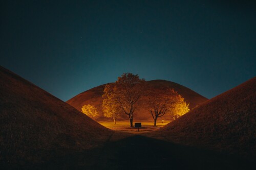 leafless-tree-on-brown-field-during-night-time-ep5bdf9e1a65f25d6d.jpg